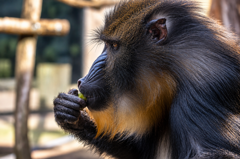 Mandrill im ruhigen Seitenprofil 09/26 ©Ronny Morgner