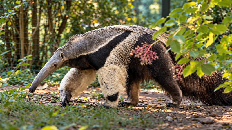 Großer Ameisenbär auf Erkundungstour 09/26 ©Ronny Morgner
