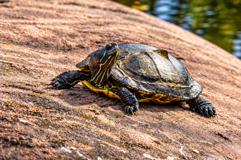 Schmuckschildkröte Sonnenbad am Wasser 09/26 ©Ronny Morgner