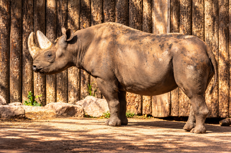 Kraft in der Sonne Tanken Nashorn 09/26 ©Ronny Morgner