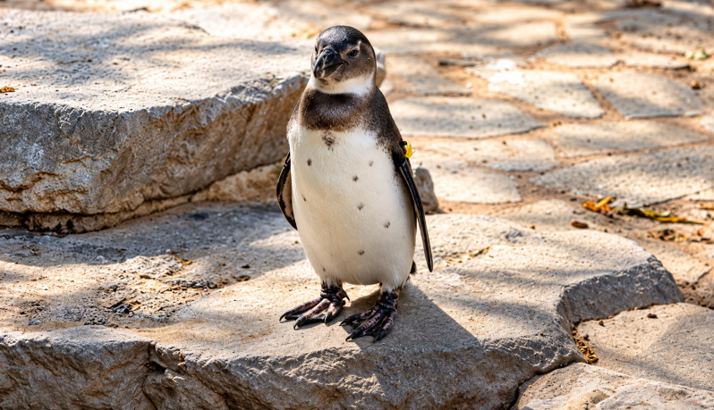 Kleiner Pinguin auf Entdeckungstour 09/26 ©Ronny Morgner