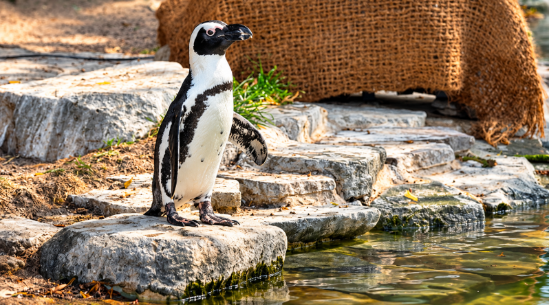 Wachsamer Pinguin am Wasser 09/26 ©Ronny Morgner