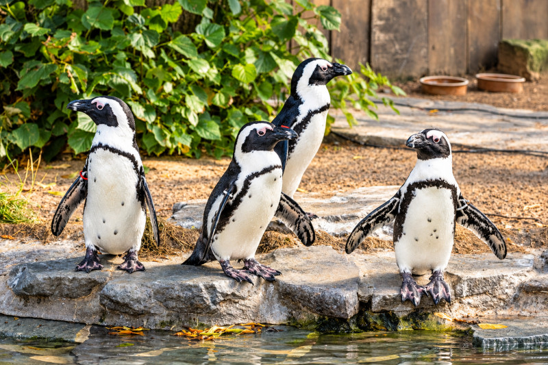 Gemeinsam am Wasser – 4 Brillenpinguine 09/26 ©Ronny Morgner