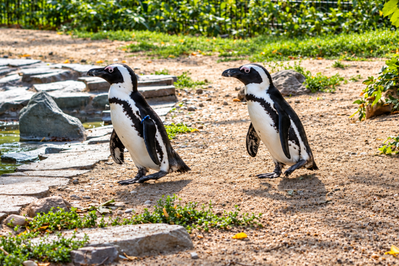 Gemeinsam unterwegs – Brillenpinguine am Wasser 09/26 ©Ronny Morgner