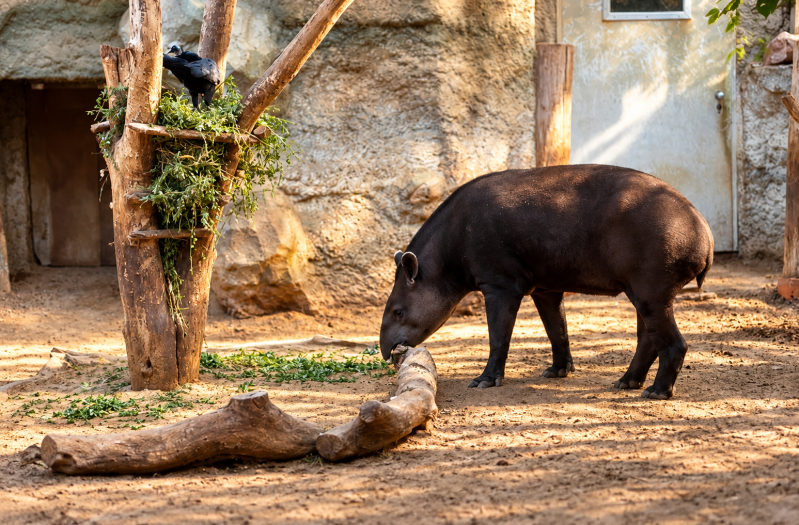 Tapir auf Erkundungstour 09/26 ©Ronny Morgner