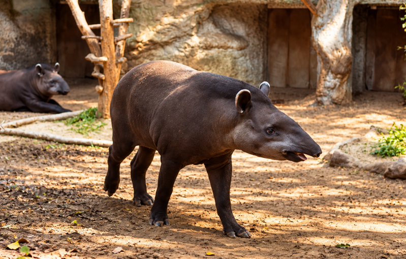 Tapir unterwegs 09/26 ©Ronny Morgner