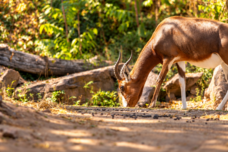 Impala - Antilope Stille Futtersuche im Sonnenlicht 09/26 ©Ronny Morgner