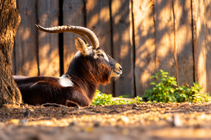 Majestätische Ruhe Weißnacken Moorantilope 09/26 ©Ronny Morgner