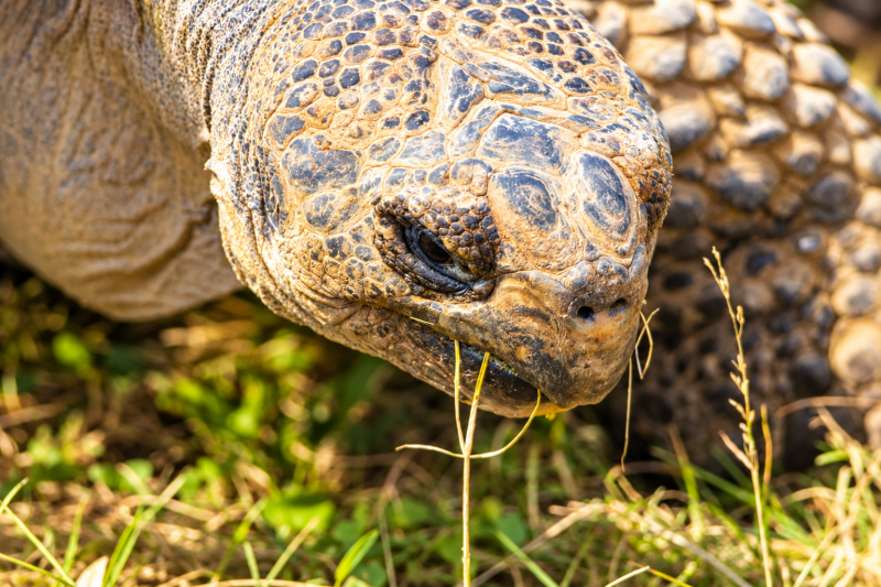 Der Blick der Schildkröte 09/26 ©Ronny Morgner