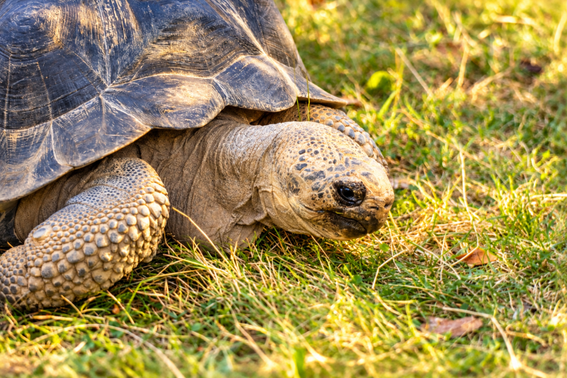 Gemächlich durchs Grüne Landschildkröte 09/26 ©Ronny Morgner
