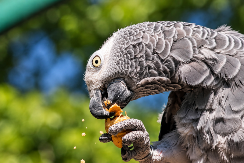 Fest im Griff – Graupapagei beim Fressen 07/26 ©Ronny Morgner