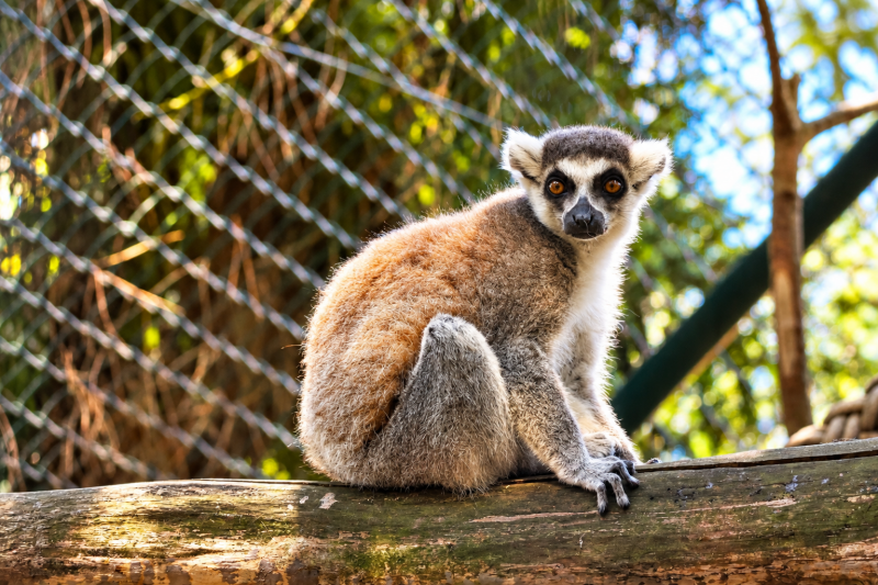 Katta - Aufmerksamer Blick aus Madagaskar 07/26 ©Ronny Morgner