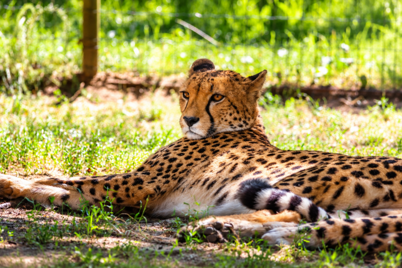 Ruhe im Schatten - Gepard 07/26 ©Ronny Morgner