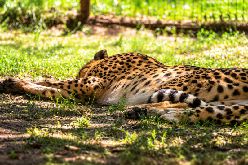 Siesta im Schatten - Gepard 07/26 ©Ronny Morgner