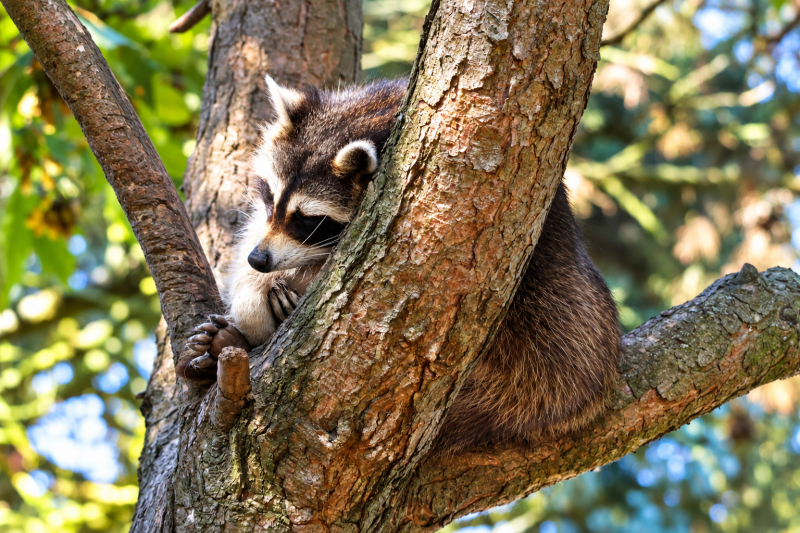 Ein stiller Platz im Geäst - Waschbär 07/26 ©Ronny Morgner