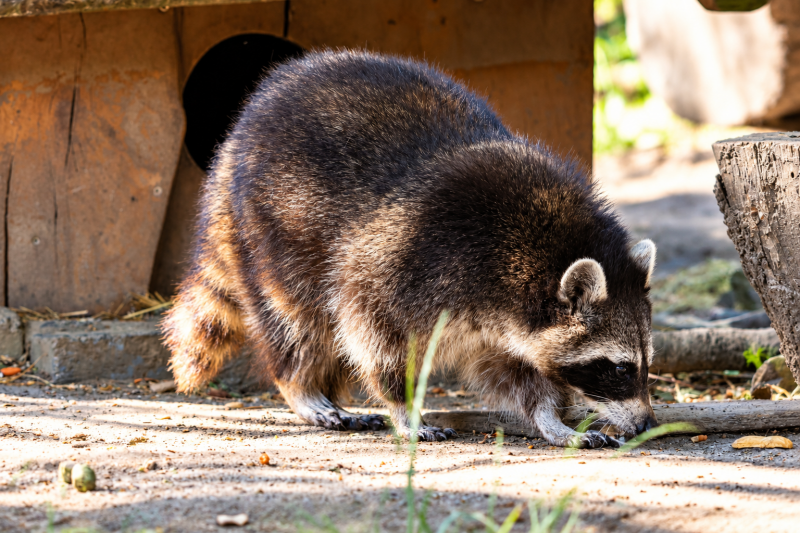 Waschbär auf leiser Spur 07/26 ©Ronny Morgner