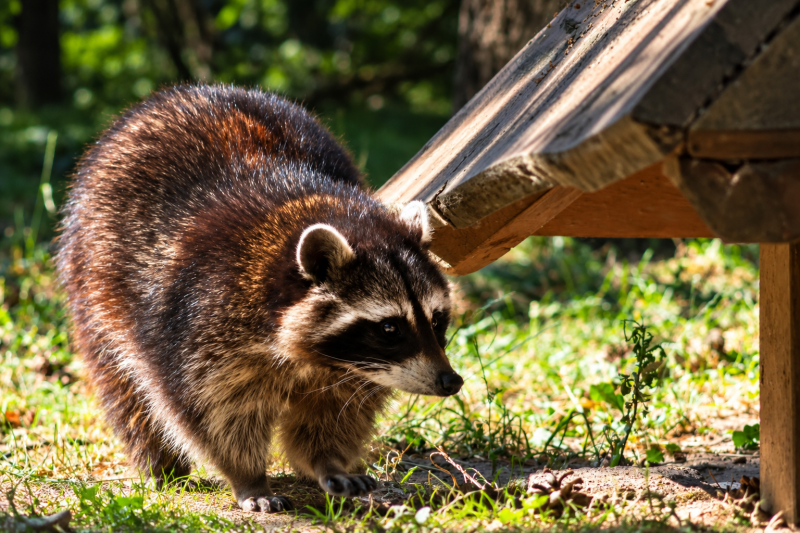 Waschbär Neugierig auf Erkundungstour 07/26 ©Ronny Morgner
