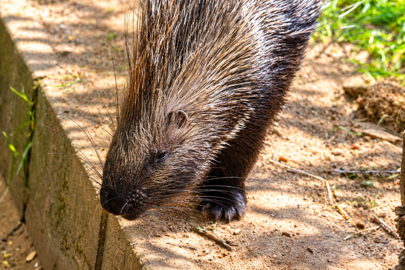 Stachelschwein auf Erkundung im Gehege 07/26 ©Ronny Morgner