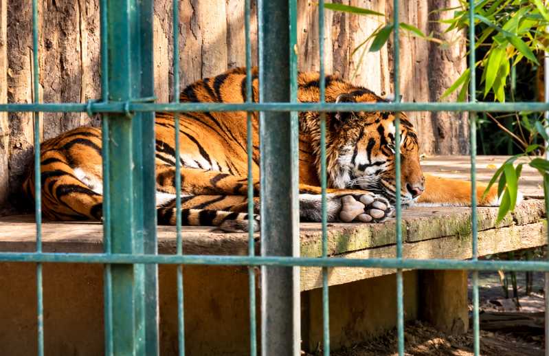Ruhepause des Tigers 07/26 ©Ronny Morgner