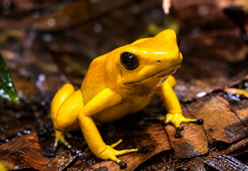 Gelber Pfeilgiftfrosch im Laub 08/26 ©Ronny Morgner
