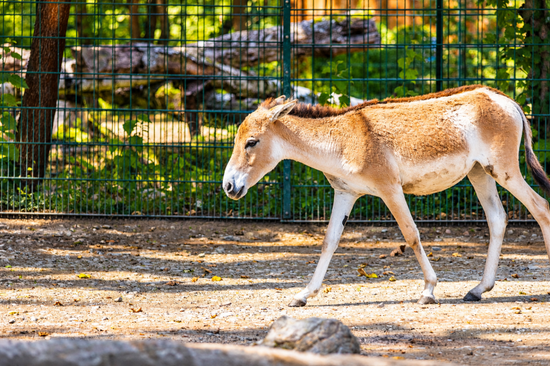 Kulan auf seinem Weg durchs Gehege 08/26 ©Ronny Morgner