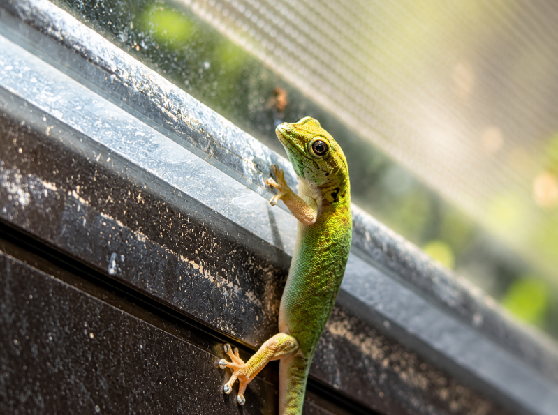 Kleiner Gecko auf Entdeckungstour 08/26 ©Ronny Morgner