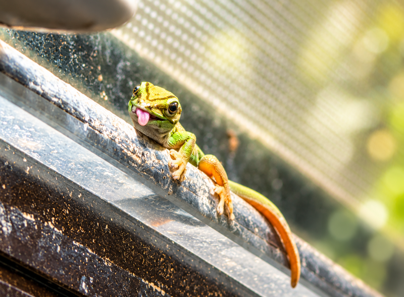 Frecher Gecko mit herausgestreckter Zunge 08/26 ©Ronny Morgner