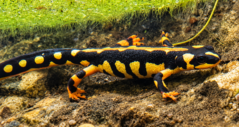 Feuersalamander – Schwarzgelber Juwelenträger 08/26 ©Ronny Morgner