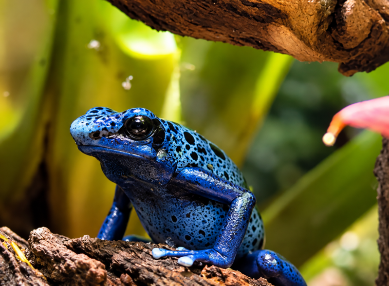 Blauer Pfeilgiftfrosch – Leuchtendes Blau im Tropenwald 08/26 ©Ronny Morgner