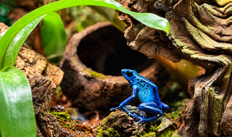 Blauer Pfeilgiftfrosch – Kleiner Juwel des Regenwaldes 08/26 ©Ronny Morgner