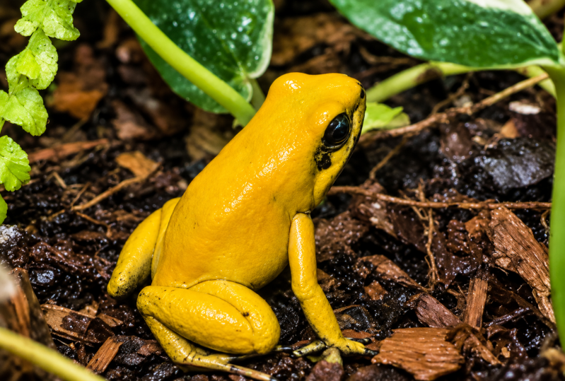 Goldener Pfeilgiftfrosch im Tropenwald 08/26 ©Ronny Morgner