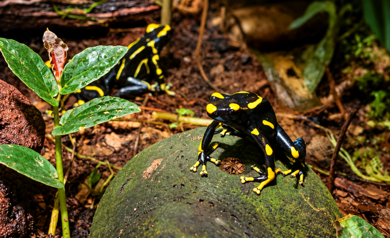 Gepflegter Pfeilgiftfrosch im Terrarium 08/26 ©Ronny Morgner