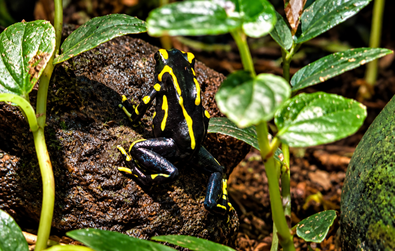 Pfeilgiftfrosch zwischen tropischen Blättern 08/26 ©Ronny Morgner