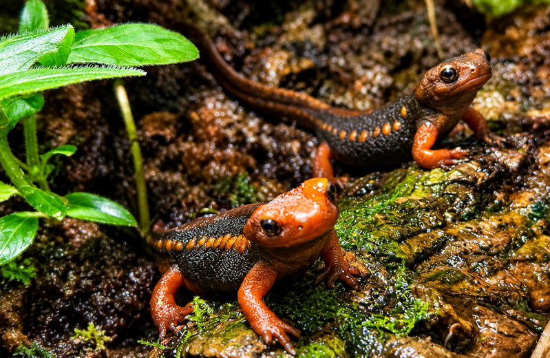 Zwei Mandarin-Salamander auf feuchten Boden im Terrarium 08/26 ©Ronny Morgner
