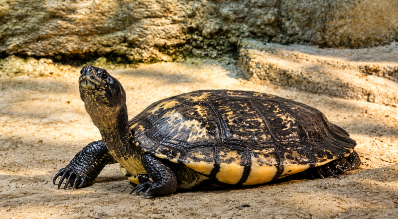 Aufmerksamer Blick – Schildkröte im Porträt 08/26 ©Ronny Morgner