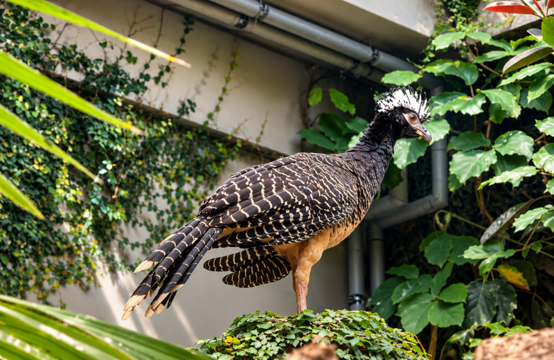 Aufmerksamer Blick – Haubenvogel im Grünen 08/26 ©Ronny Morgner