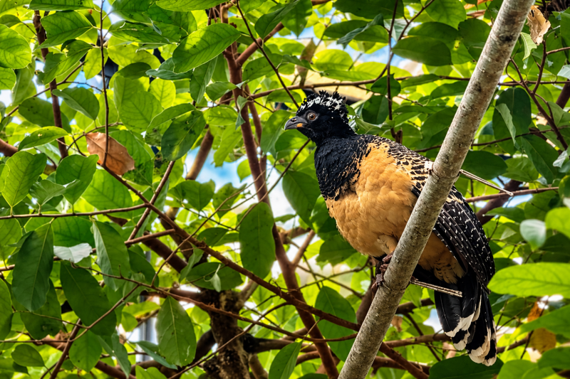 Zwischen grünen Blättern – Haubenvogel auf seinem Aussichtspunkt 08/26 ©Ronny Morgner