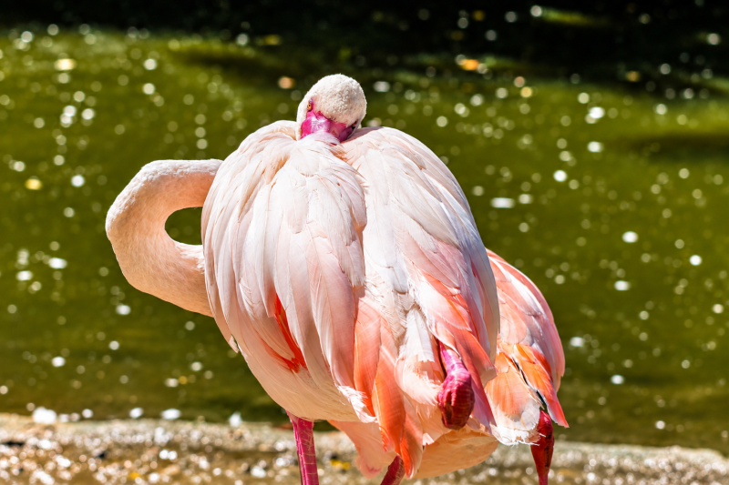 Rosa Ruhe am Wasser – Flamingo im Sonnenlicht 08/26 ©Ronny Morgner