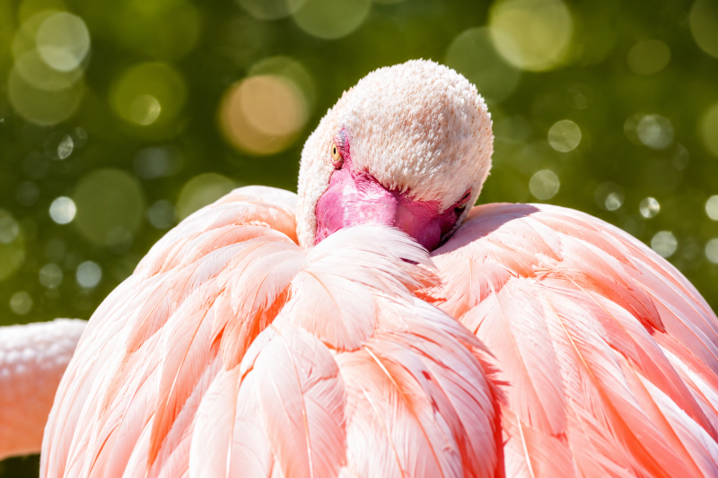 Verborgener Blick – Flamingo im Federkleid 08/26 ©Ronny Morgner