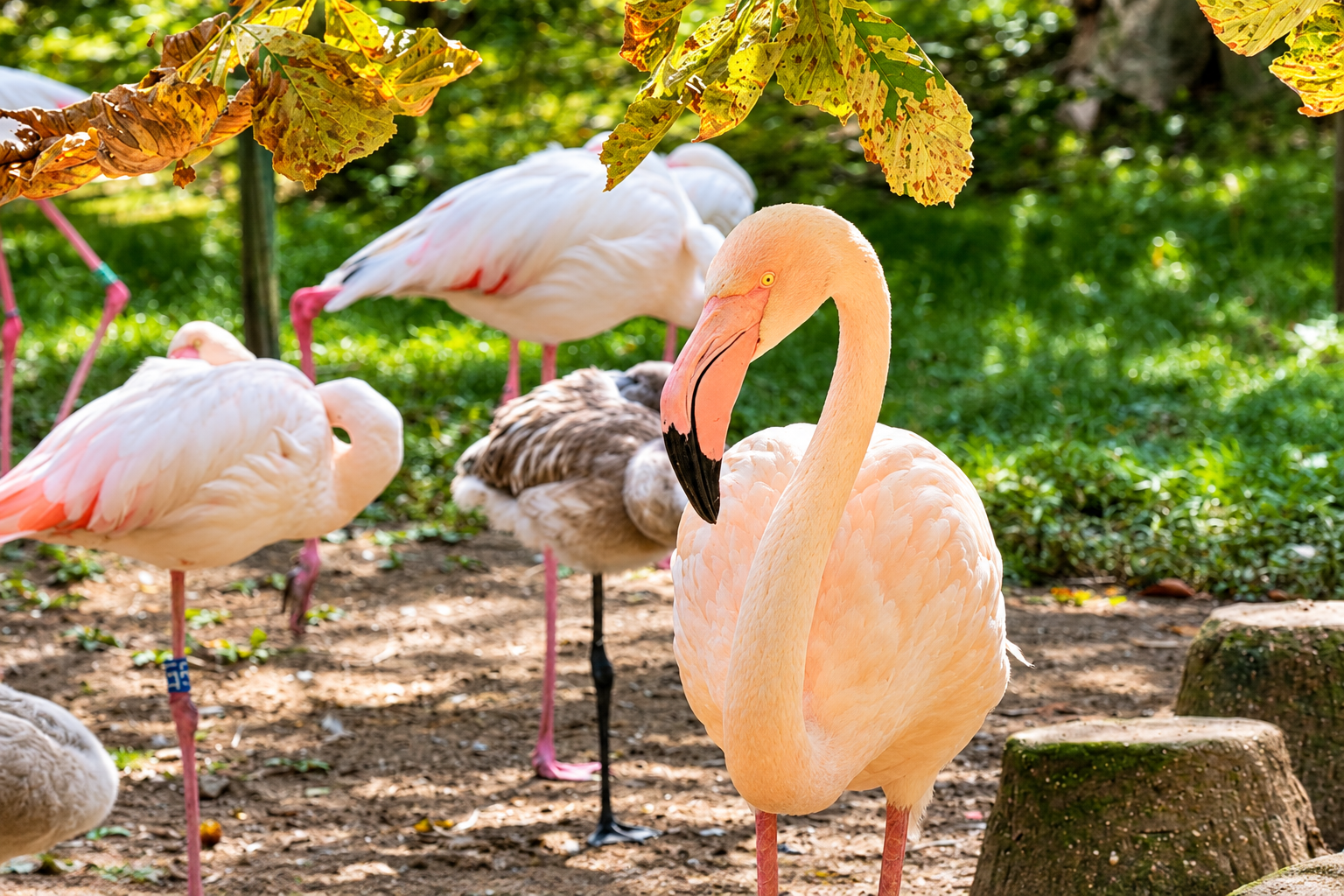 Flamingos mit Nachwuch in der Nachmittagssonne