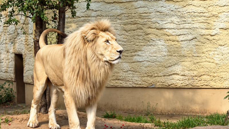 Majestätischer Löwe im Zoo-Gehege 09/26 ©Ronny Morgner