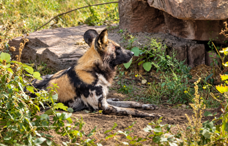 Ruhender Afrikanischer Wildhund im Sonnenschein 09/26 ©Ronny Morgner