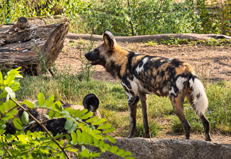 Afrikanische Wildhunde im sonnigen Gehege 09/26 ©Ronny Morgner