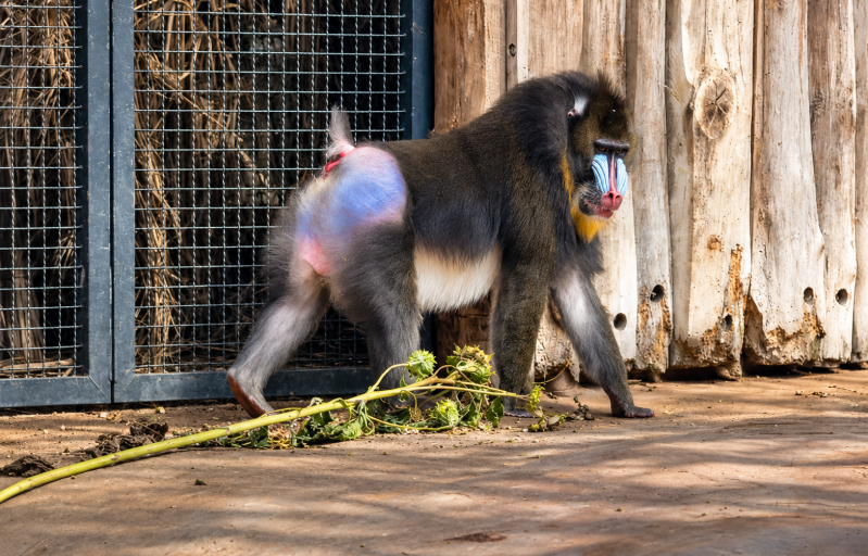 Männlicher Mandrill im sonnigen Gehege 09/26 ©Ronny Morgner