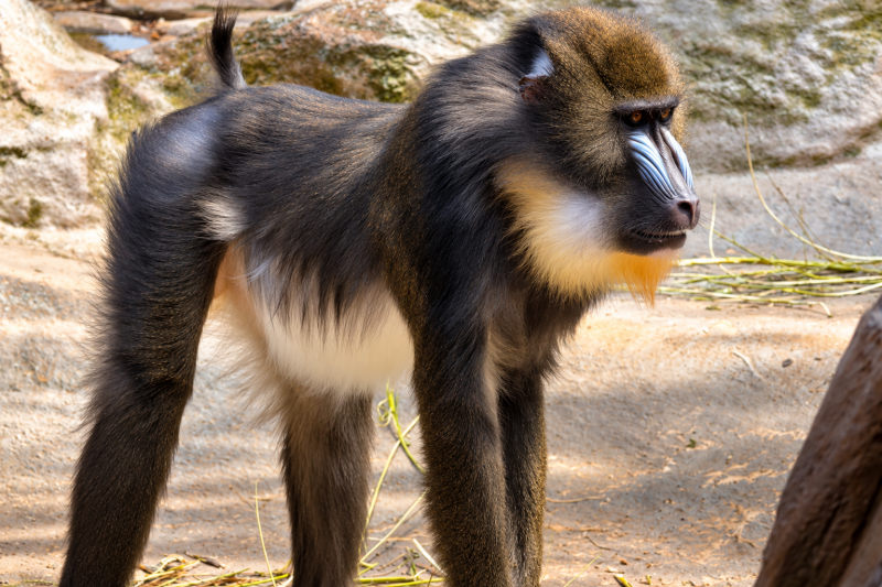 Mandrill im Felsgehege 09/26 ©Ronny Morgner