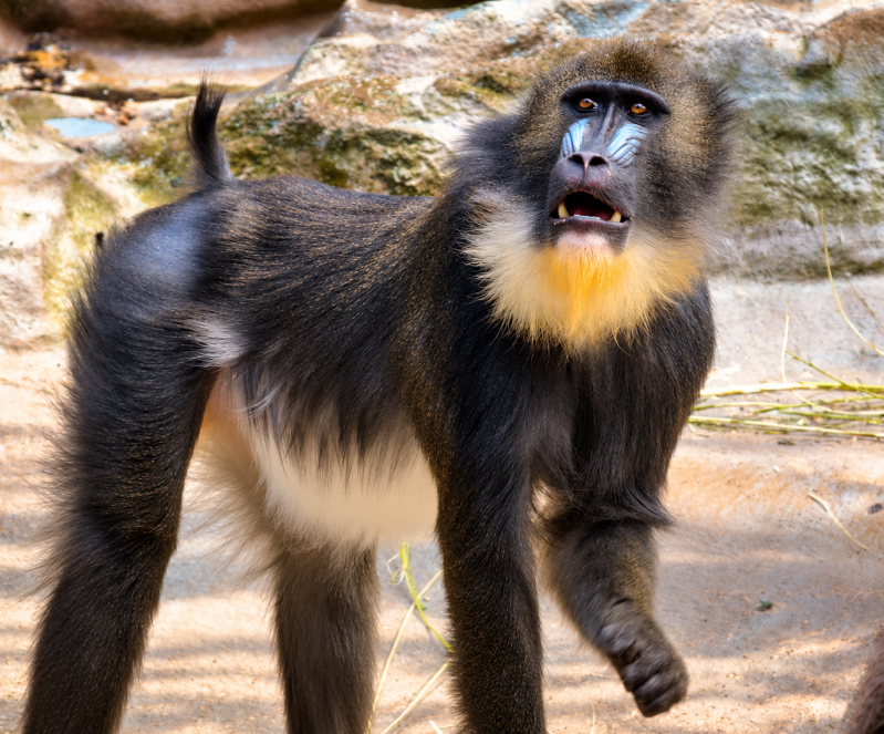 Aufmerksamer Mandrill im Felsgehege 09/26 ©Ronny Morgner