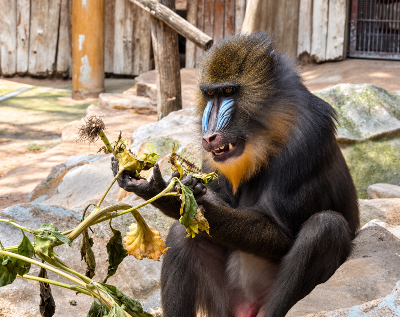 Mandrill untersucht eine welke Pflanze 09/26 ©Ronny Morgner