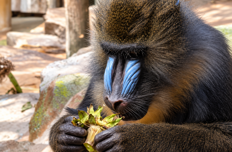 Mandrill beim Knabbern an Blättern 09/26 ©Ronny Morgner