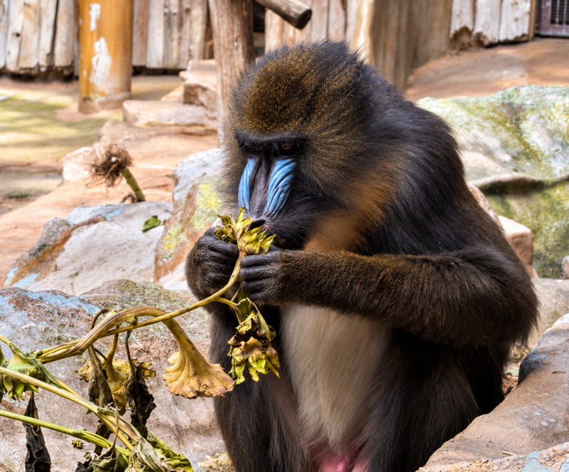 Mandrill beim Knabbern an verwelkten Sonnenblumen 09/26 ©Ronny Morgner