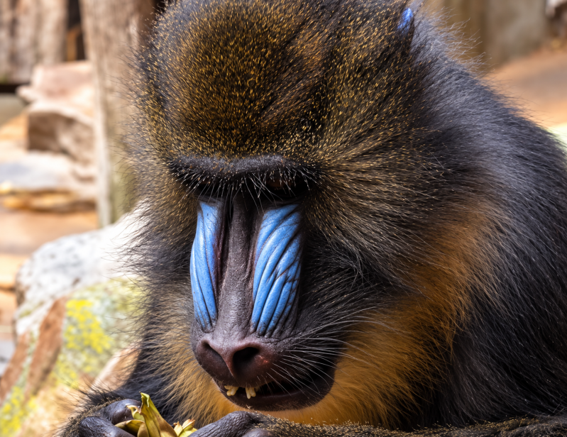 Nachdenklicher Mandrill mit Pflanzenteil 09/26 ©Ronny Morgner